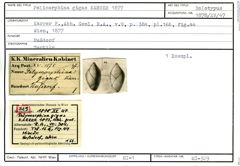 Karteikarte zum Holotyp von Polymorphina gigas Karrer, 1877